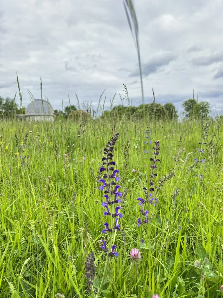 Meudon : observatoire du ciel, refuge du vivant