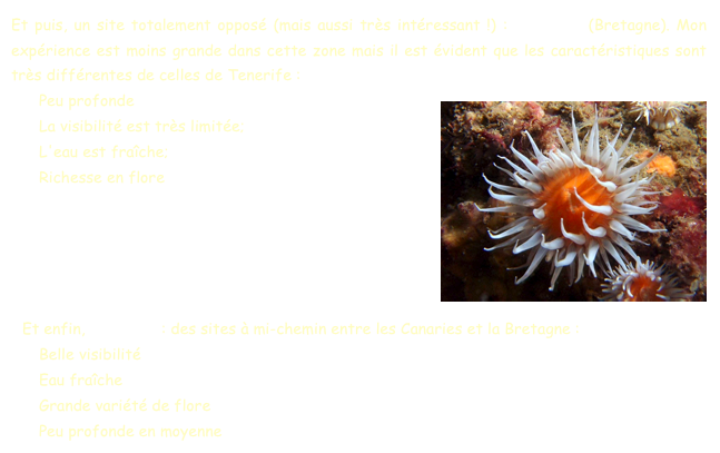 Et puis, un site totalement opposé (mais aussi très intéressant !) : Quiberon (Bretagne). Mon expérience est moins grande dans cette zone mais il est évident que les caractéristiques sont très différentes de celles de Tenerife :
Peu profonde ￼
La visibilité est très limitée;
L'eau est fraîche;
Richesse en flore





Et enfin, Marseille : des sites à mi-chemin entre les Canaries et la Bretagne :
Belle visibilité
Eau fraîche
Grande variété de flore
Peu profonde en moyenne