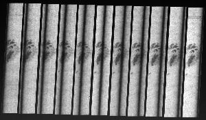 cliquez ici pour voir l'image (fig15.jpg)