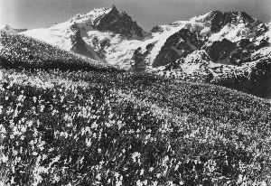 Cliquez ici pour voir l'image (Meije-Rateau2.jpg)