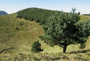 cliquez ici pour voir l'image (Puy-Pariou-cratere1.JPG)