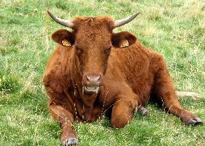 cliquez ici pour voir l'image (Vache-Salers2.JPG)