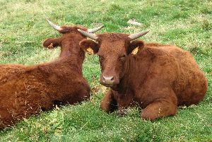 cliquez ici pour voir l'image (Vache-Salers.JPG)