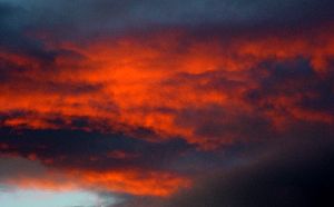 cliquez ici pour voir l'image (coton.JPG)