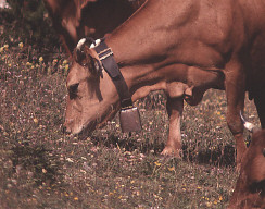 Permet de se rendre sur une image en cliquant