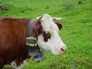 cliquez ici pour voir l'image (Beaufortain_4.JPG)