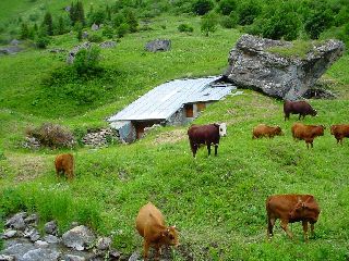 cliquez ici pour voir l'image (Beaufortain.JPG)