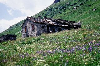 cliquez ici pour voir l'image (Duis.jpg)