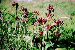 cliquez ici pour voir l'image (165.jpg)