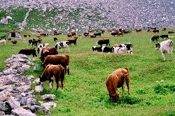 cliquez ici pour voir l'image (169.jpg)