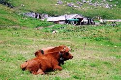 cliquez ici pour voir l'image (183.jpg)