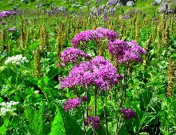 cliquez ici pour voir l'image (DSC04364.JPG)