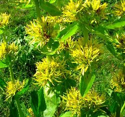 cliquez ici pour voir l'image (DSC04372.JPG)