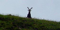 cliquez ici pour voir l'image (bouquetin1.jpg)