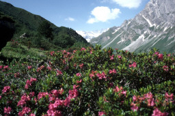 Permet de se rendre sur une image en cliquant