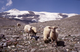 Permet de se rendre sur une image en cliquant