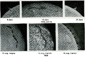 cliquez ici pour voir l'image (fig08.jpg)
