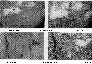 cliquez ici pour voir l'image (fig20.jpg)