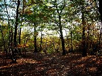 cliquez ici pour voir l'image (DSC06111_43.jpg)