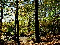 cliquez ici pour voir l'image (DSC06112_43.jpg)