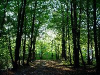 cliquez ici pour voir l'image (DSC06113_43.jpg)