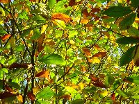 cliquez ici pour voir l'image (DSC06119_43.jpg)