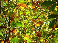 cliquez ici pour voir l'image (DSC06120_43.jpg)