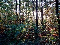 cliquez ici pour voir l'image (DSC06124_43.jpg)