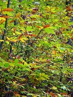 cliquez ici pour voir l'image (DSC06126_43.jpg)