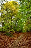 cliquez ici pour voir l'image (DSC06131_43.jpg)