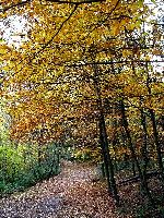 cliquez ici pour voir l'image (DSC06132_43.jpg)