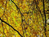 cliquez ici pour voir l'image (DSC06133_43.jpg)