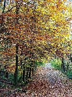 cliquez ici pour voir l'image (DSC06136_43.jpg)