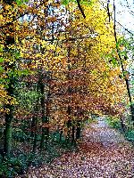 cliquez ici pour voir l'image (DSC06137_43.jpg)