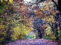 cliquez ici pour voir l'image (DSC06139_43.jpg)