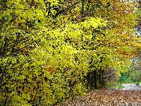 cliquez ici pour voir l'image (DSC06140_43.jpg)