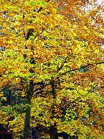 cliquez ici pour voir l'image (DSC06141_43.jpg)