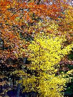 cliquez ici pour voir l'image (DSC06142_43.jpg)