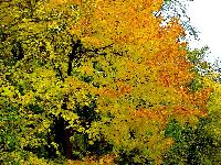 cliquez ici pour voir l'image (DSC06143_43.jpg)