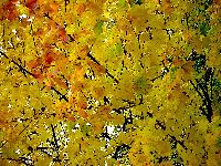 cliquez ici pour voir l'image (DSC06144_43.jpg)