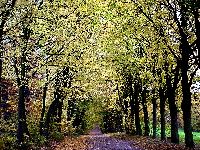 cliquez ici pour voir l'image (DSC06145_43.jpg)