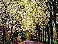 cliquez ici pour voir l'image (DSC06147_43.jpg)