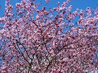 cliquez ici pour voir l'image (DSC06252_32.jpg)