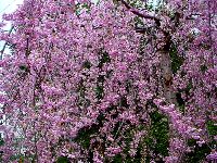 cliquez ici pour voir l'image (DSC06258_32.jpg)