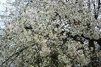 cliquez ici pour voir l'image (DSC06309_32.jpg)