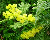 cliquez ici pour voir l'image (DSC06314_32.jpg)