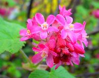 cliquez ici pour voir l'image (DSC06315.JPG)