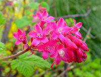 cliquez ici pour voir l'image (DSC06316.JPG)