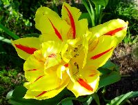 cliquez ici pour voir l'image (DSC06317_32.jpg)