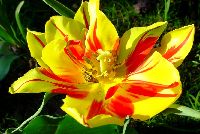 cliquez ici pour voir l'image (DSC06318_32.jpg)